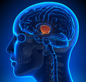 hypothalamus brain